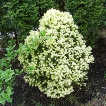 Ель канадская Picea glauca 'Rainbows End'